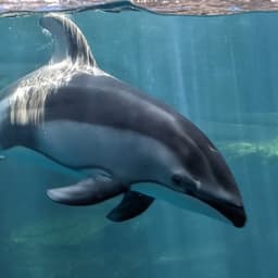 lagénorhynque (カマイルカ)