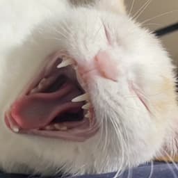 roki